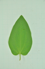 Saururus chinensis