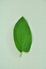 Saururus chinensis