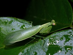 Tropidomantis