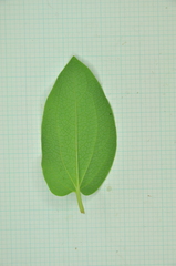 Saururus chinensis