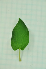 Saururus chinensis