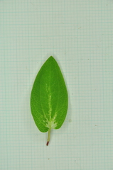 Saururus chinensis