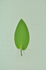 Saururus chinensis