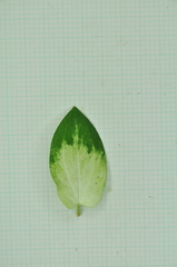 Saururus chinensis