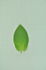 Saururus chinensis