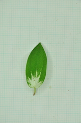 Saururus chinensis