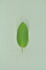 Saururus chinensis
