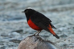 Phoenicurus leucocephalus