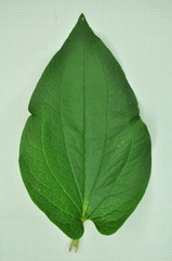 Saururus chinensis