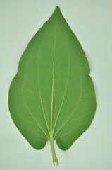 Saururus chinensis