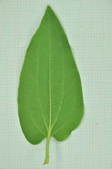Saururus chinensis