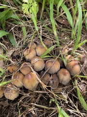Coprinellus micaceus