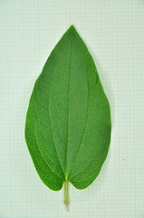 Saururus chinensis