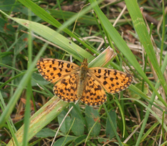 Boloria perryi
