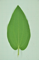 Saururus chinensis
