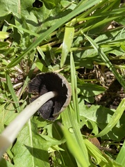 Coprinellus micaceus