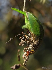 Psilopogon lineatus
