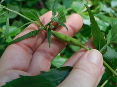 Neolasioptera perfoliata