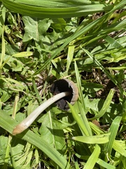 Coprinellus micaceus