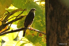 Accipiter virgatus