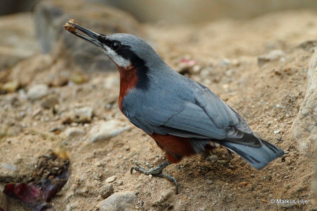 Chestnut-bellied Nuthatch