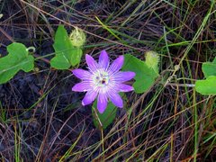 Passiflora urbaniana
