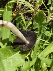 Coprinellus micaceus