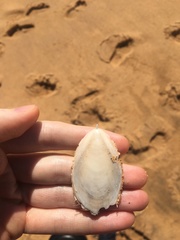 Sepia mestus