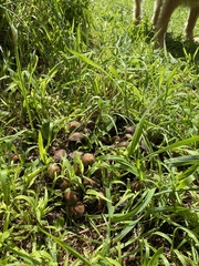 Coprinellus micaceus