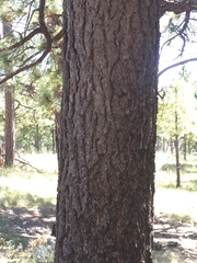 Pinus arizonica