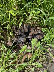 Coprinellus micaceus