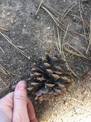 Pinus arizonica