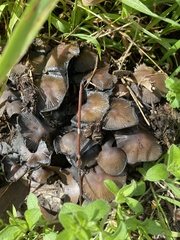 Coprinellus micaceus