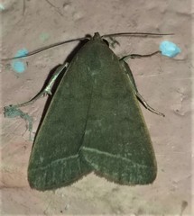 Simplicia cornicalis