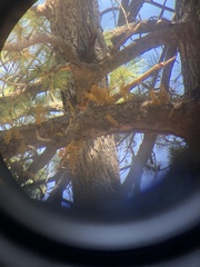 Arceuthobium vaginatum