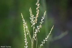 Polygonella gracilis