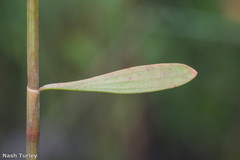 Polygonella gracilis