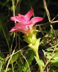 Curcuma aromatica