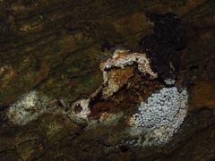 Myxomycetes