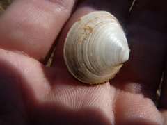 Macoma