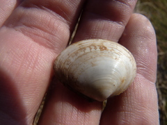 Macoma