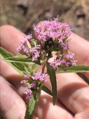 Stevia serrata