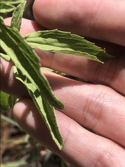 Stevia serrata