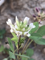 Trifolium pinetorum
