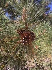 Pinus engelmannii