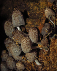Fungi