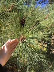 Pinus engelmannii