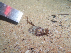 Sepioloidea lineolata