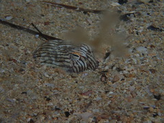 Sepioloidea lineolata