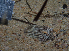 Sepioloidea lineolata